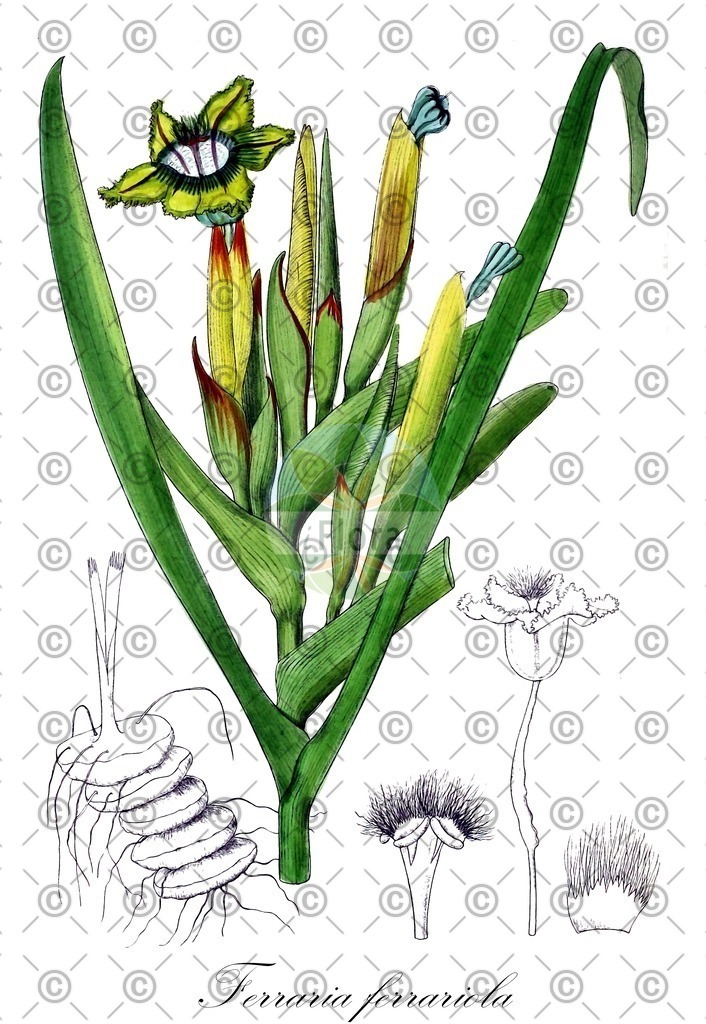 HistAbb_EMP_107548_1_SIMPLE | Historische Abbildung von Ferraria ferrariola - Iridaceae | Historical Illustration of Ferraria ferrariola - Iridaceae