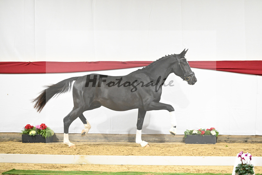 Kat-Nr. 70 v. DSP Bohemian_Kircher-Eckardt_63222026 | hf-fotografie - Realizzato con Pictrs.com