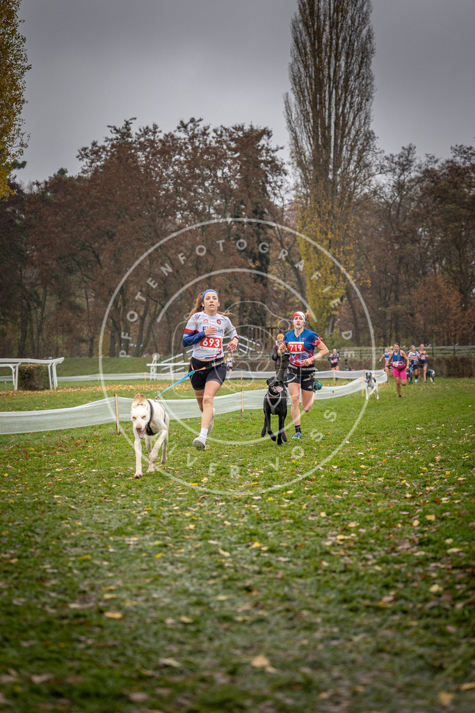 CaniXpix_DV3A9001 | Hundefotografie, Tierfotograf, Pfotenfotografie, Fotoshooting Hund, Hunde Portrait, Hundesport, Hundeportraits, Heideshooting, Hunde, Sportfotograf, Hundefotograf, Turnierhundsport, THS,  - Realisiert mit Pictrs.com