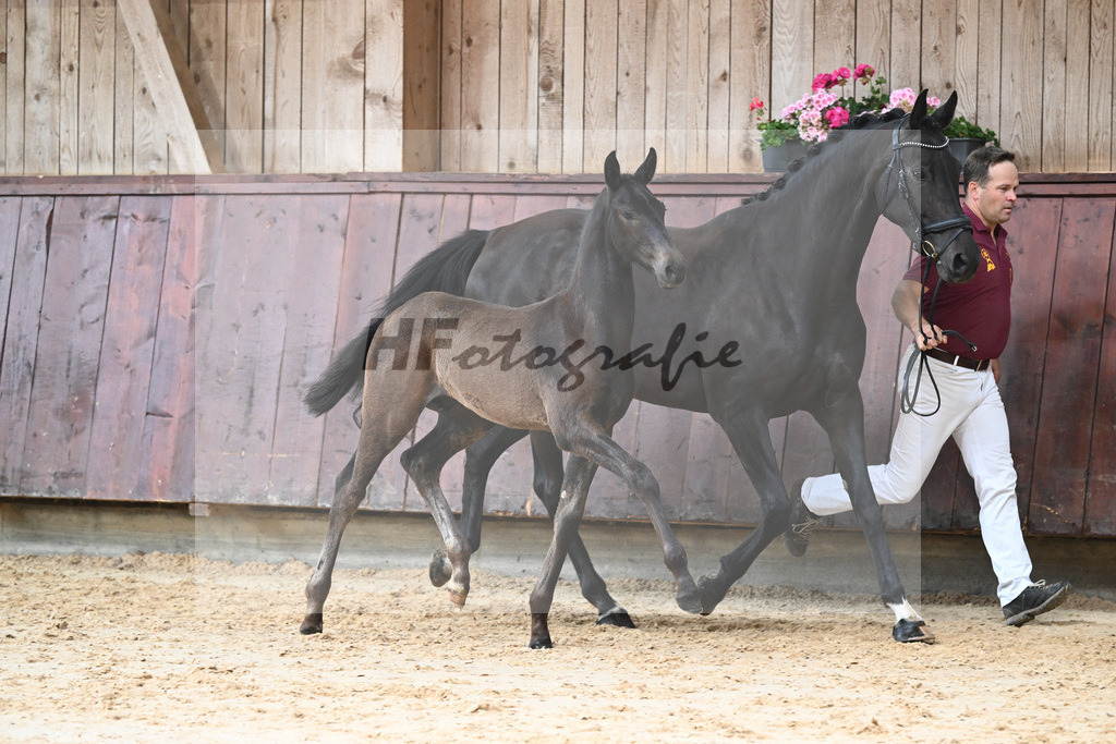 Kat-Nr. 21 HF Va Pensiero_Albert_26230276 | hf-fotografie - Realisiert mit Pictrs.com