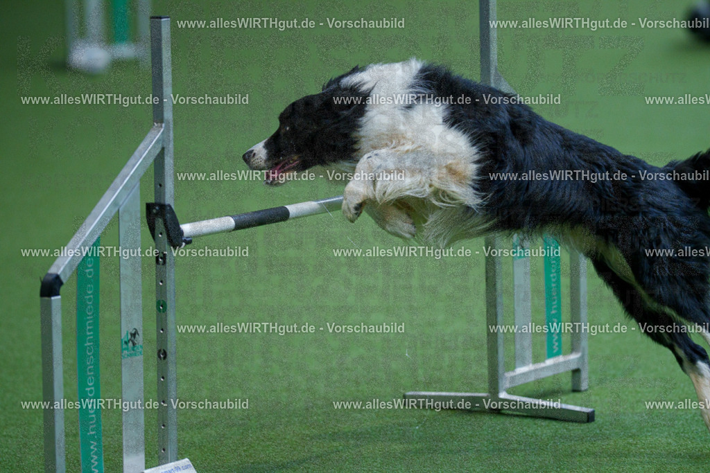 @allesWIRTHgut_Tierfotografie - www.allesWIRTHgut.de - 2604261532-7R505920 | Professionelle Tierfotografie in Mönchengladbach von Daniel Wirth (allesWIRTHgut). Liebevolle & natürliche Bilder von Hunden & Katzen für unvergessliche Erinnerungen.