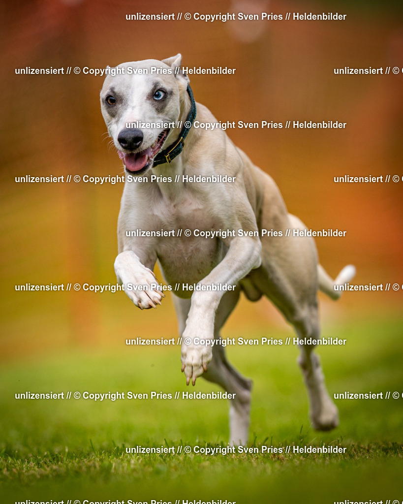 Sven Pries | 2024-09-22 - Hunderennen Baden-BadenPudelverein - Realisiert mit Pictrs.com