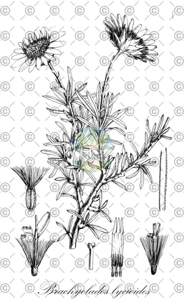 HistAbb_wfo-0000379291_1_ENZY_Simple | Historische Abbildung von Brachyclados lycioides - Asteraceae | Historical Illustration of Brachyclados lycioides - Asteraceae