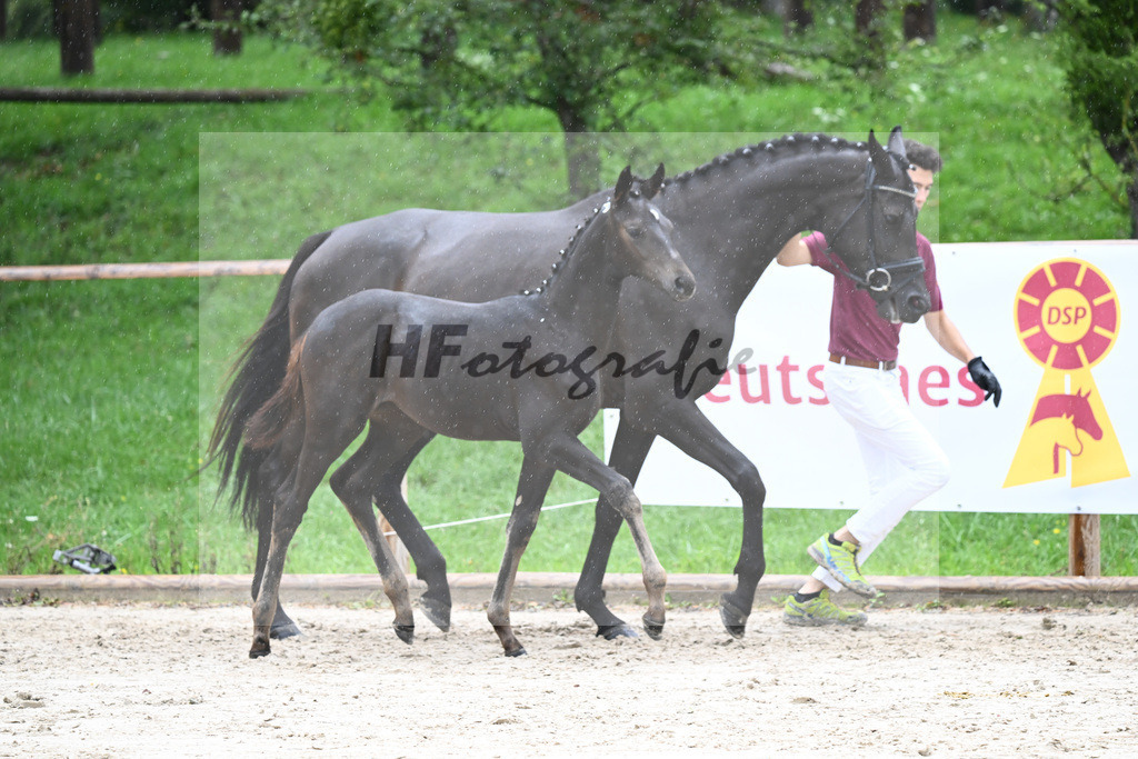 Kat-Nr. 13 SF Donier_Schlosser_25230241 | hf-fotografie - Realisiert mit Pictrs.com