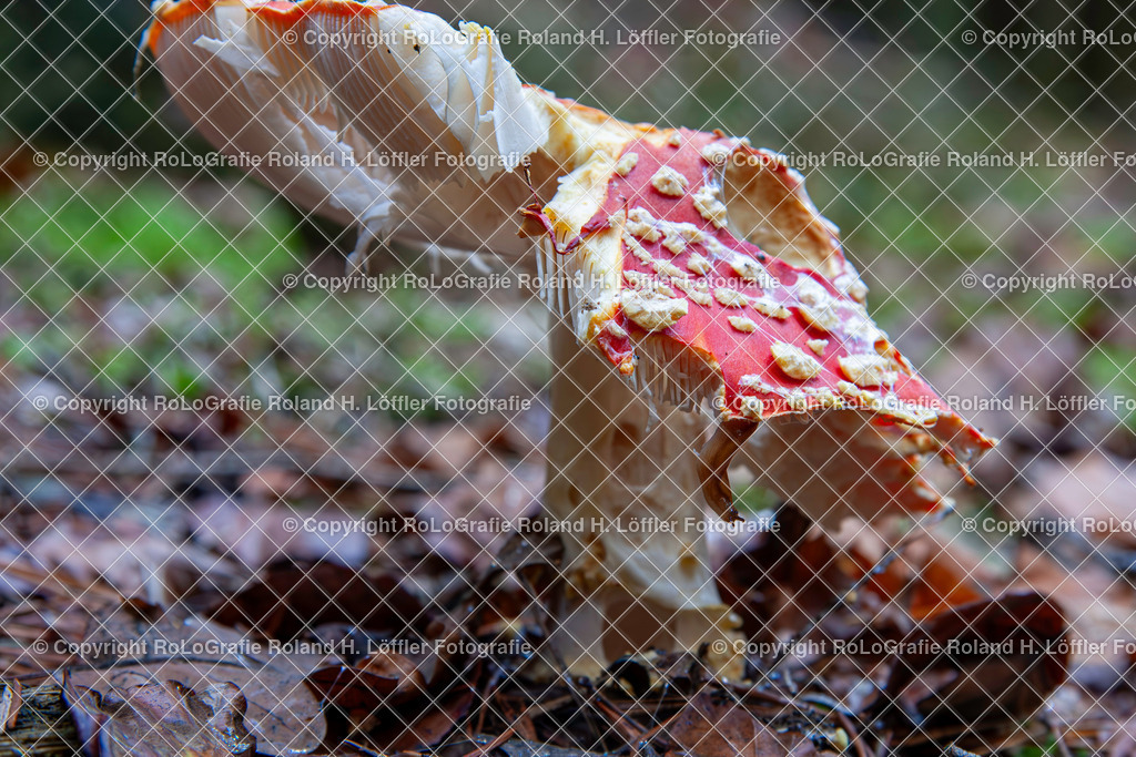 Roter FLiegenpilz_Gattung Wulstlinge_Giftpilz  (3) | Roter Fliegenpilz, aus der Gattung Wulstlinge, Giftpilz - Realisiert mit Pictrs.com