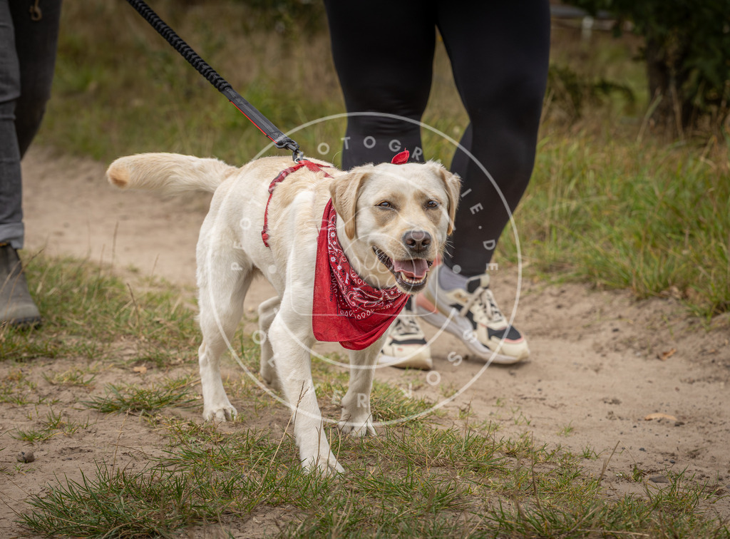 Pfotenfotografie_DV3A6991 | Hundefotografie, Tierfotograf, Pfotenfotografie, Fotoshooting Hund, Hunde Portrait, Hundesport, Hundeportraits, Heideshooting, Hunde, Sportfotograf, Hundefotograf, Turnierhundsport, THS,  - Realisiert mit Pictrs.com