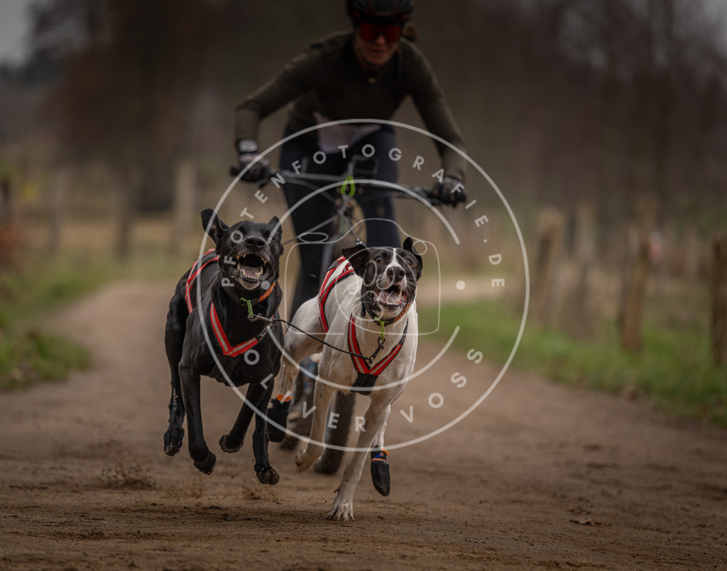 Pfotenfotografie_DV3A3172 | Hundefotografie, Tierfotograf, Pfotenfotografie, Fotoshooting Hund, Hunde Portrait, Hundesport, Hundeportraits, Heideshooting, Hunde, Sportfotograf, Hundefotograf, Turnierhundsport, THS,  - Realisiert mit Pictrs.com
