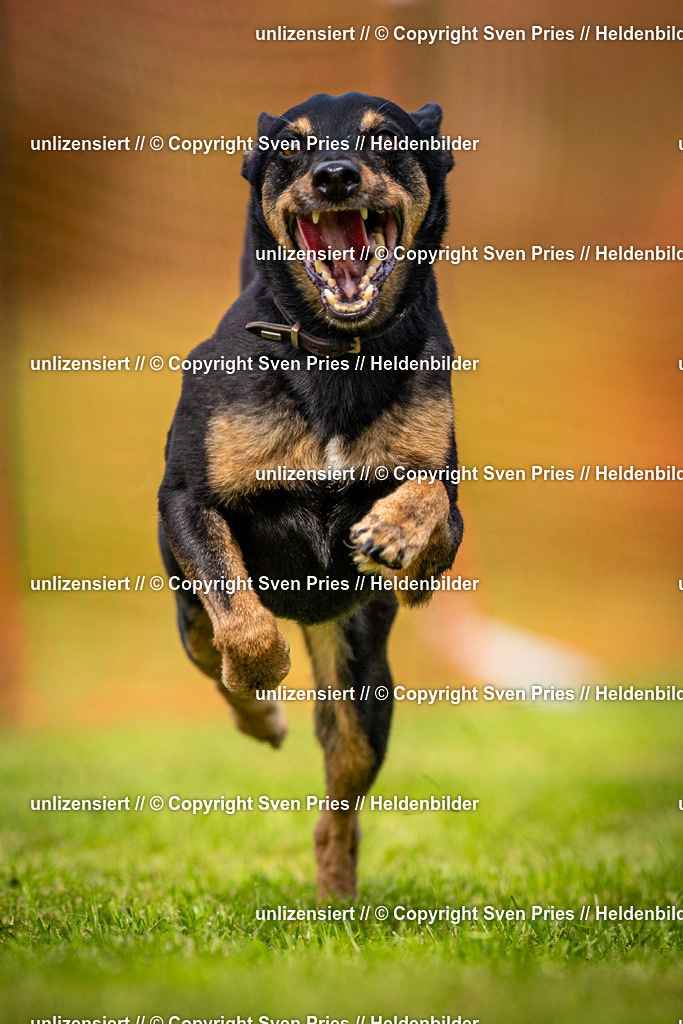 Sven Pries | 2024-09-22 - Hunderennen Baden-BadenPudelverein - Realisiert mit Pictrs.com