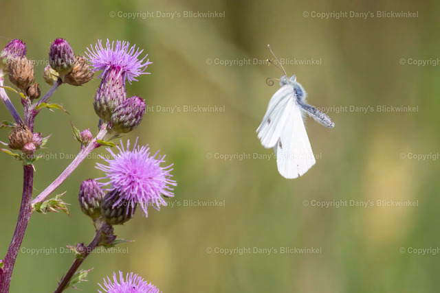 20181 | Tierfotografie, Tierkalender, Tierbilder, Insekten, Spinnen, Vögel, Schmetterling, Libellen, Leinwand, Colorkey, Qualität, Geschenkartikel, Geschenk - Realisiert mit Pictrs.com