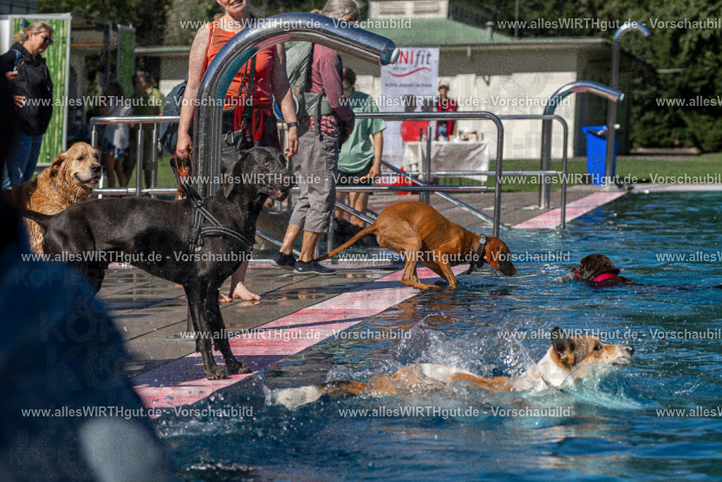 Hundeschwimmen_Volksbad_2026-allesWIRTHgut_Tierfotografie-2609061136-FAY06261 | Professionelle Tierfotografie in Mönchengladbach von Daniel Wirth (allesWIRTHgut). Liebevolle & natürliche Bilder von Hunden & Katzen für unvergessliche Erinnerungen.