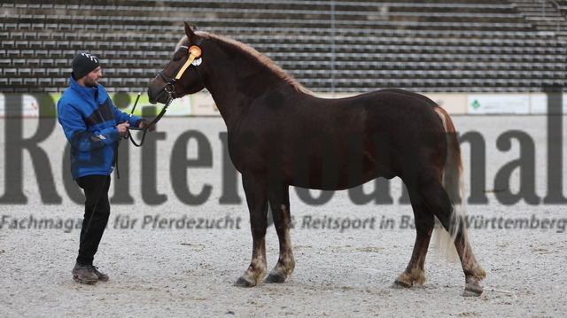 Marbach_Winterkörung_2024_KN_11 (24) | Alle Fotos der Reiterjournal Fotografin Doris Matthaes im Reiterjournal Online-Fotoshop. - Realisiert mit Pictrs.com