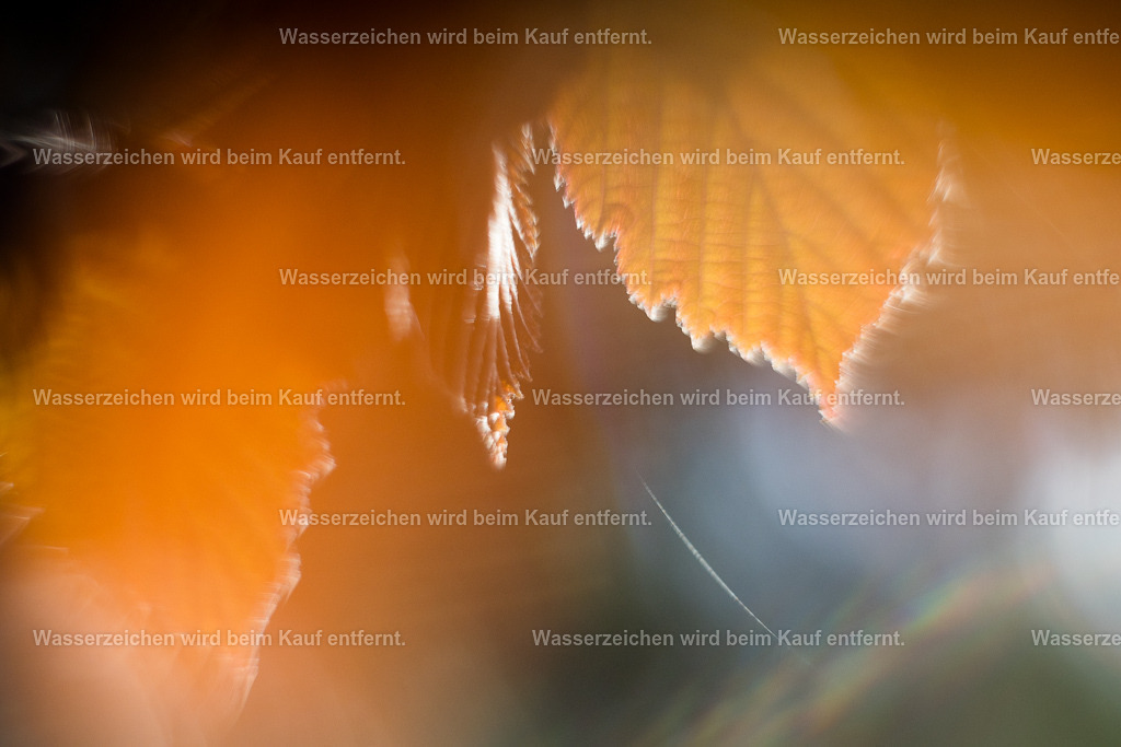 Jenseits der Wirklichkeit | Die Botschaft zum Bild lautet: Du bist jenseits der Wirklichkeit umgeben von magischen Energien. Dieses Jenseits in dir ist die Verbindung zum höchsten Selbst, zu deinen Träumen, zu deinem Herzensleben. Erlaube einer neuen Wirklichkeit, einer magischen Wirklichkeit, einer freudigen Wirklichkeit, dein Wohlsein unendlich zu steigern.