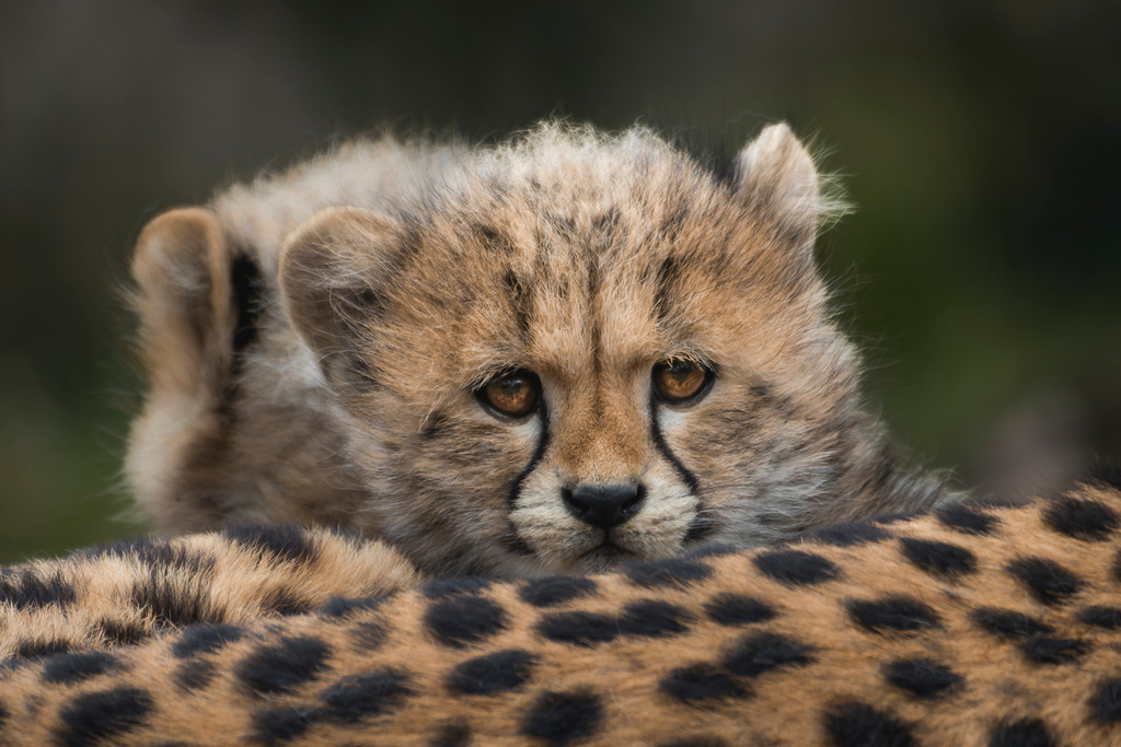 Südlicher Gepard Jungtier | Wir machen aus Ihren Bildern Erinnerungen für die Ewigkeit | Hochwertige Fotografien für Ihr zu Hause. - Realisiert mit Pictrs.com
