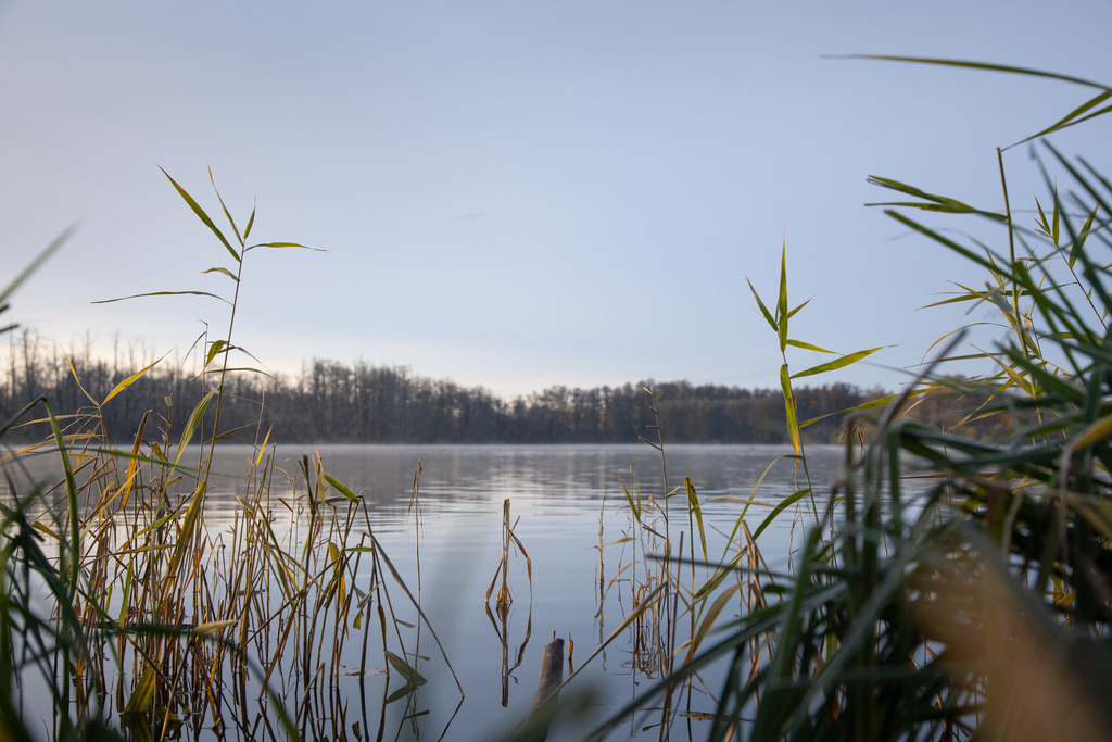 Frost am Mühlenteich | An einem frostigen Morgen im November 2023 rund um den Mühlenteich in Wismar, Mecklenburg-Vorpommern. - Realisiert mit Pictrs.com