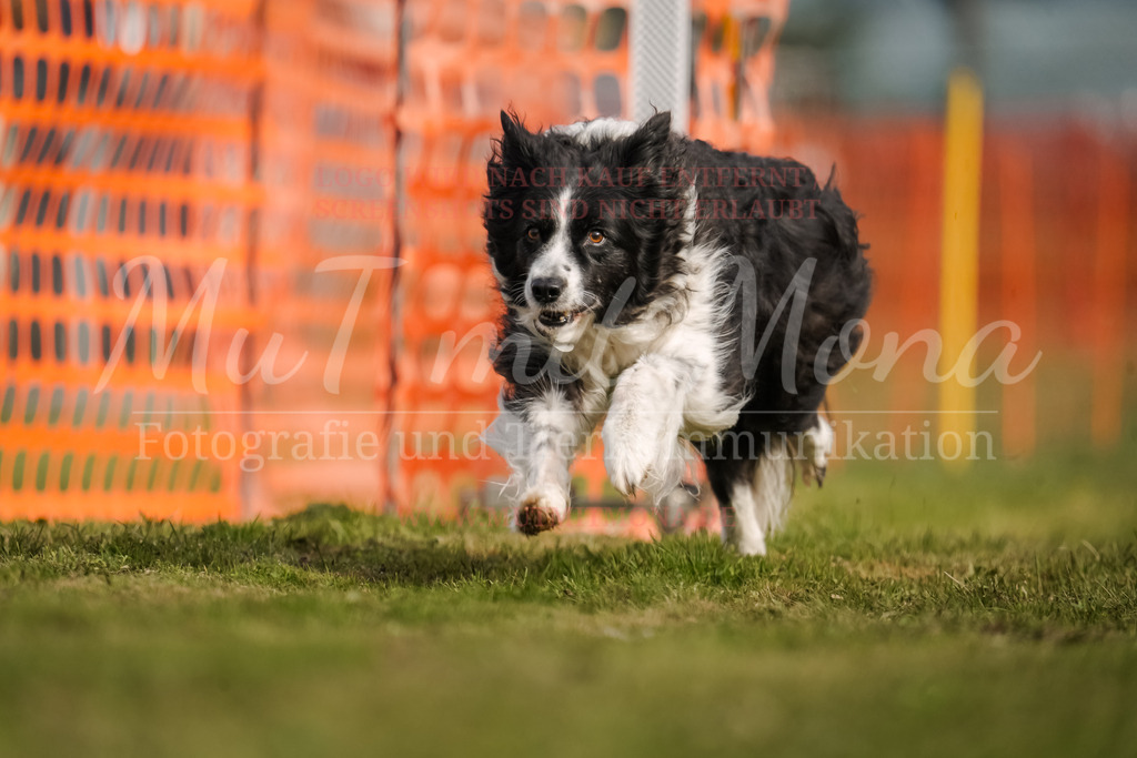 20250928_Hunderennen-216 | MuT (Mensch und Tier) mit Mona - Fotografie und Tierkommunikation - Realisiert mit Pictrs.com