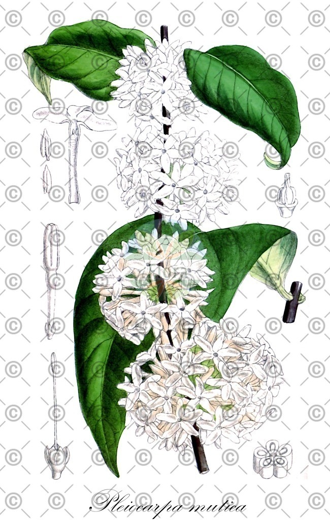 HistAbb_wfo-0000276327_1_ENZY_Simple | Historische Abbildung von Pleiocarpa mutica - Apocynaceae | Historical Illustration of Pleiocarpa mutica - Apocynaceae