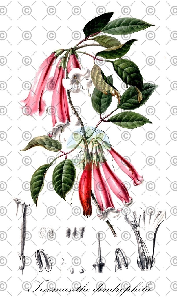 HistAbb_wfo-0000780043_1_ENZY_Simple | Historische Abbildung von Tecomanthe dendrophila - Bignoniaceae | Historical Illustration of Tecomanthe dendrophila - Bignoniaceae