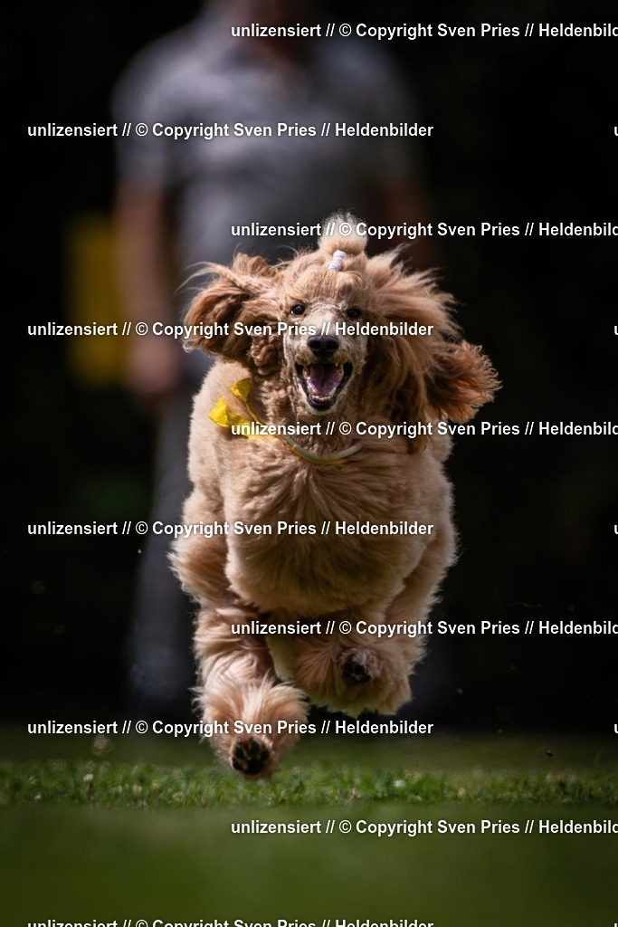 Sven Pries | 19. Allgemeines Hunderennen Karlsruhe Durlach - Realisiert mit Pictrs.com