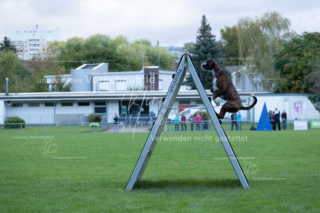 _16A4595 | Einzigartige Fotos von Hunden & Menschen –Actionfotos, Portraits, Vereinsaufnahmen & Paarshootings – authentisch, lebendig & mit Herz.