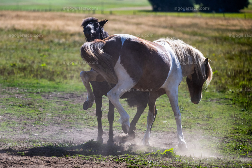 Islandhengste | Ingo Gerlach
