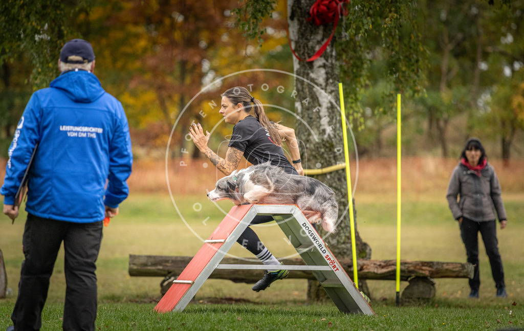 Pfotenfotografie_DV3A9661 | Hundefotografie, Tierfotograf, Pfotenfotografie, Fotoshooting Hund, Hunde Portrait, Hundesport, Hundeportraits, Heideshooting, Hunde, Sportfotograf, Hundefotograf, Turnierhundsport, THS,  - Realisiert mit Pictrs.com