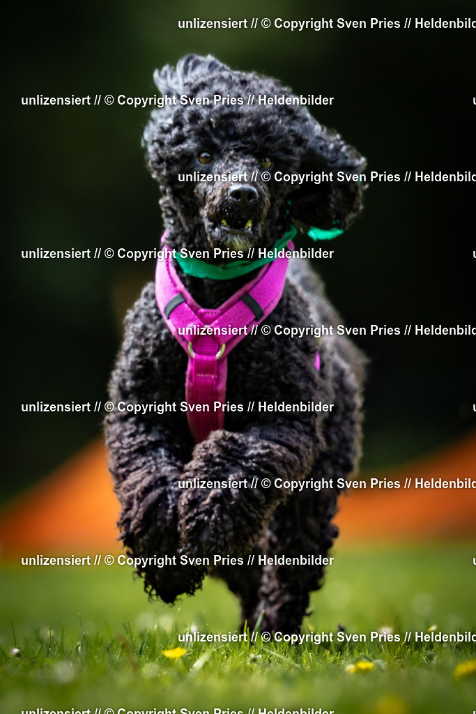 Sven Pries | 2026-05-14 - Hunderennen KA Durlach Vatertag 2026 - Realisiert mit Pictrs.com