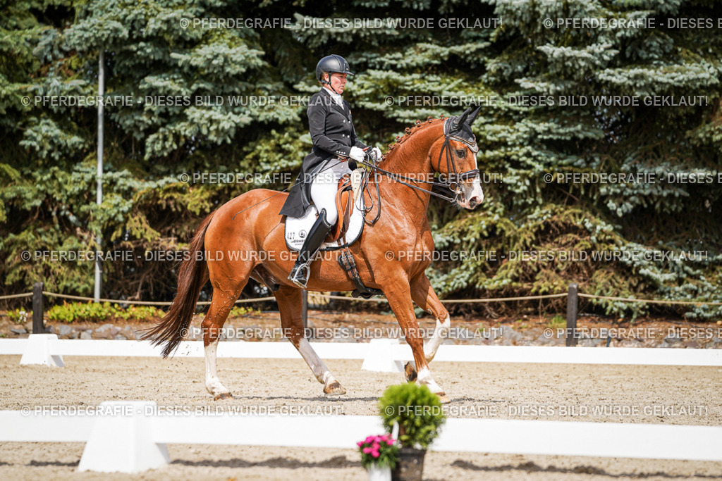 DSC06411 | Pferdegrafie