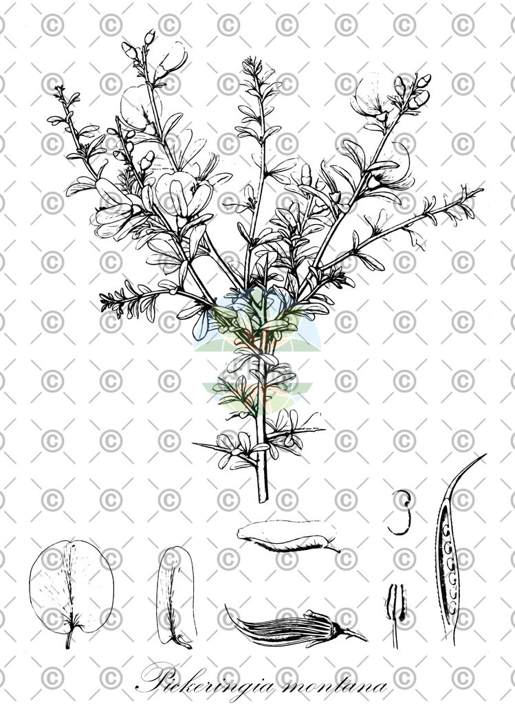 HistAbb_wfo-0000081119_1_ENZY_Simple | Historische Abbildung von Pickeringia montana - Fabaceae | Historical Illustration of Pickeringia montana - Fabaceae