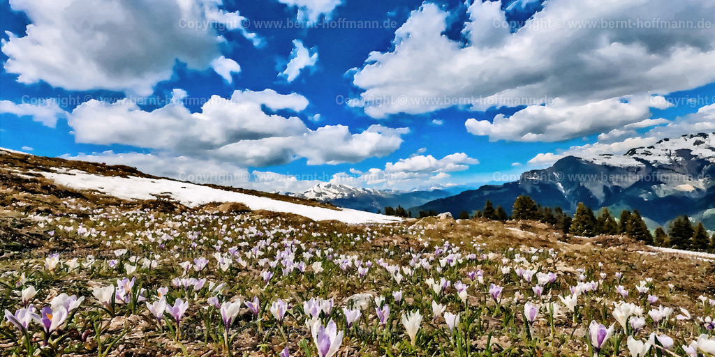 PAD2_RH_A0948_Krokusfeld_200x100 | DIGITALKUNST. Bergfrühling. __ Auf einem Hochplateau " bei den Hühnerköpfen " in der Gemeinde Tschiertschen in Graubünden blühen alljährlich im Frühling tausende wilde Krokusse. Die Berge im Hintergrund gehören zum Calandamassiv. __ Das Basisfoto für dieses malerisch verwandelte Werk hat der Schweizer Hobbyfotograf Rene Hinder gemacht und es Bernt Hoffmann für dessen Kunstpart zur Verfügung gestellt. __ Seitenverhältnis = 2 zu 1 - Realisiert mit Pictrs.com