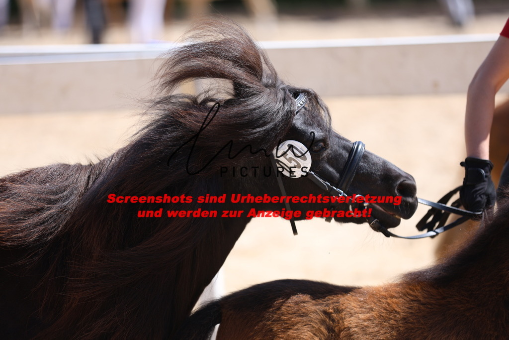 Fohlenschau_Schwäbisch_Hall_Ponys_KN 50_1 | lmwpictures - Realisiert mit Pictrs.com