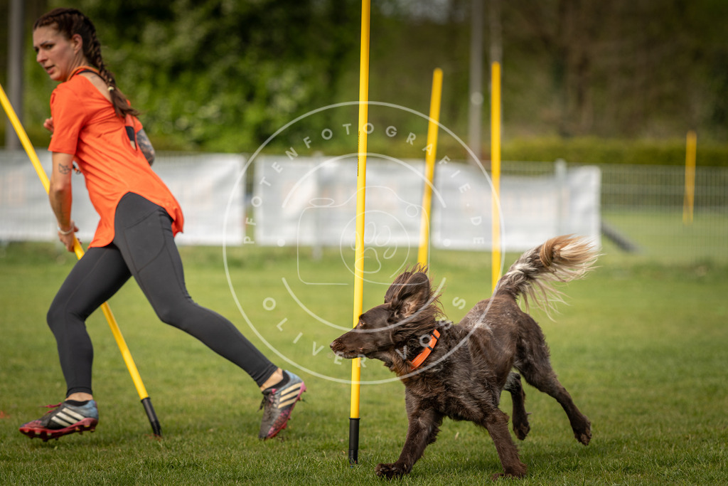Pfotenfotografie_DV3A5479 | Hundefotografie, Tierfotograf, Pfotenfotografie, Fotoshooting Hund, Hunde Portrait, Hundesport, Hundeportraits, Heideshooting, Hunde, Sportfotograf, Hundefotograf, Turnierhundsport, THS,  - Realisiert mit Pictrs.com