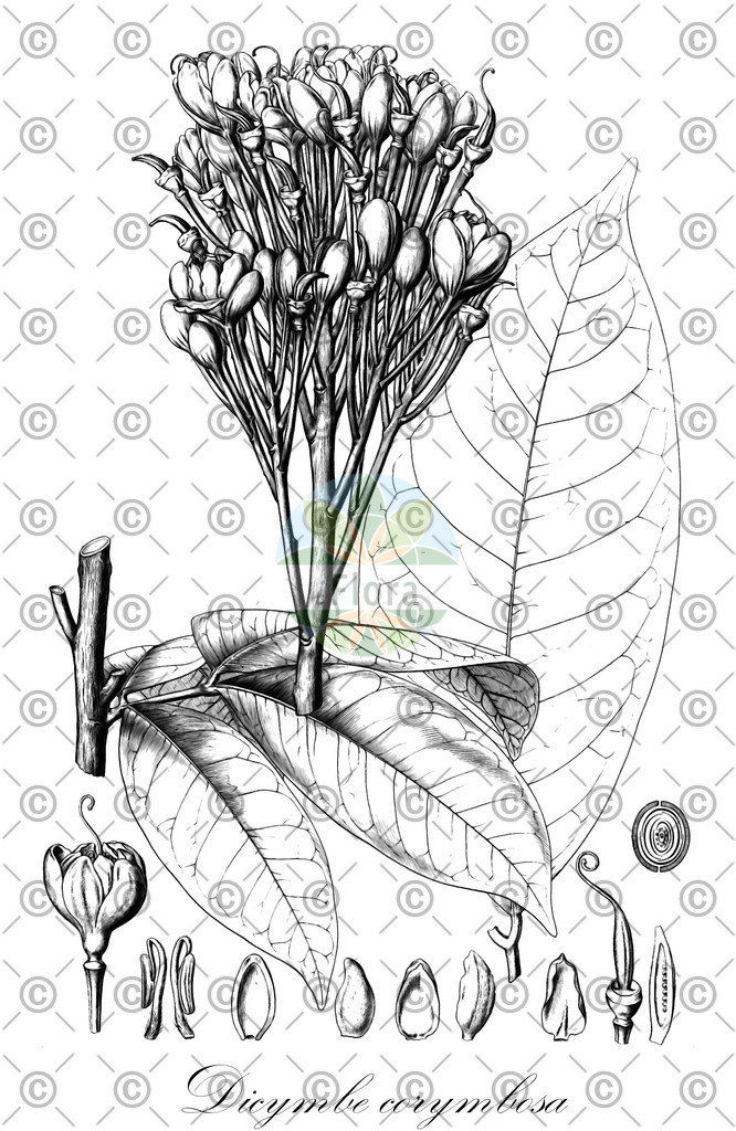 HistAbb_wfo-0000166907_1_ENZY_Simple | Historische Abbildung von Dicymbe corymbosa - Fabaceae | Historical Illustration of Dicymbe corymbosa - Fabaceae