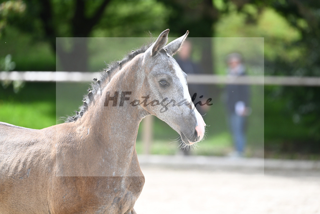 Kat-Nr. 27 SF Arezzo Man_Schwarz GbR_25230714 | hf-fotografie - Realisiert mit Pictrs.com