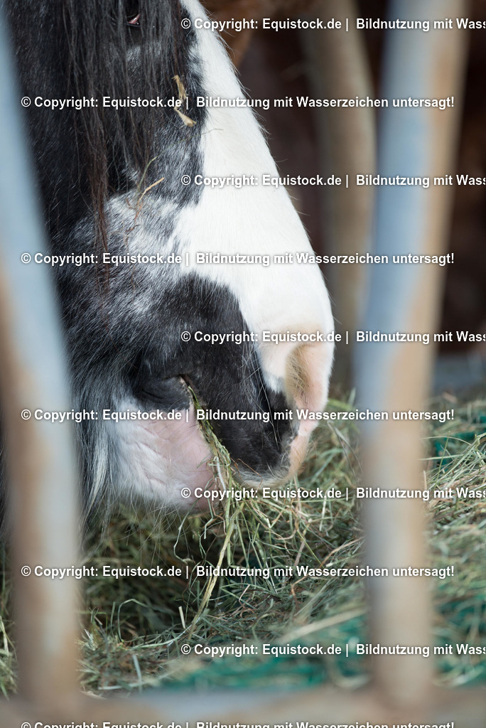 TS_20180305_Tinker_fressen_0001 | Foto: Thomas Hartig