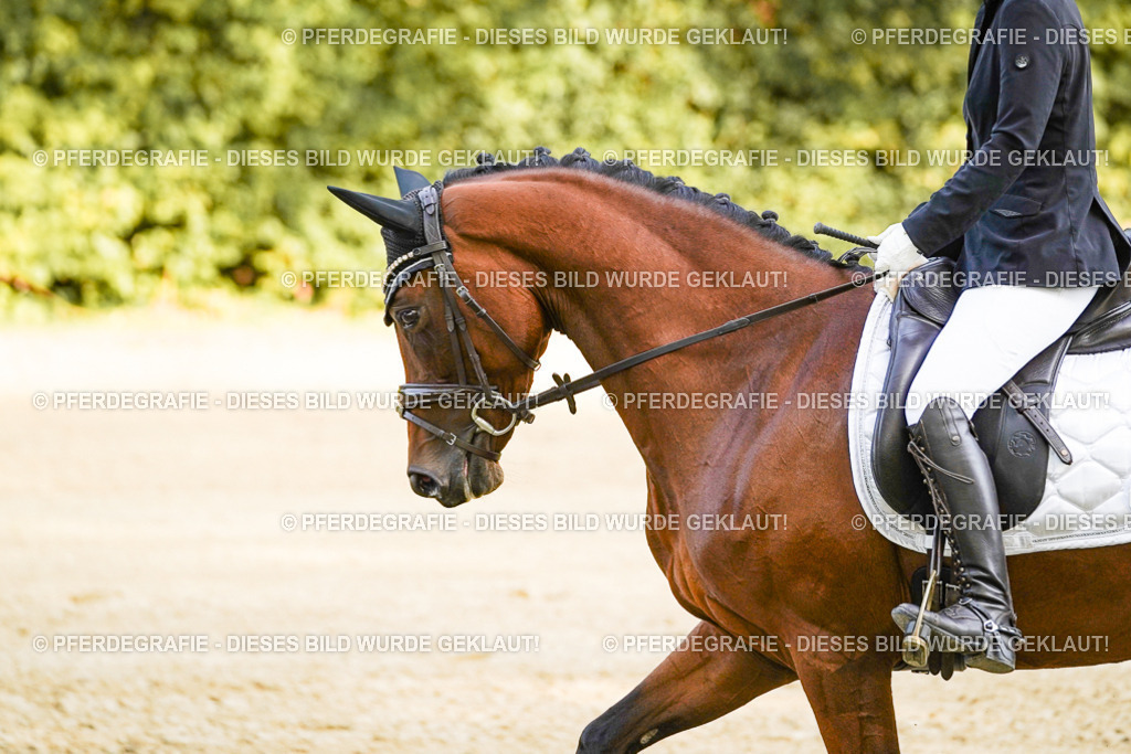 DSC04639 | Pferdegrafie