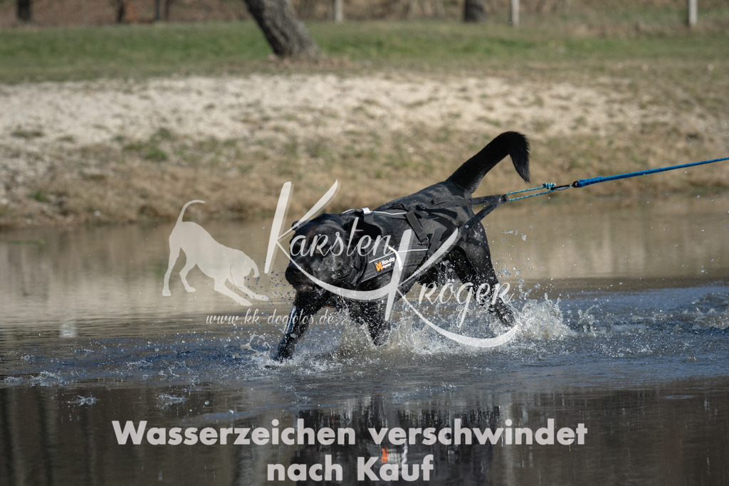 1428_ZZ90486 | kk-dogfotos