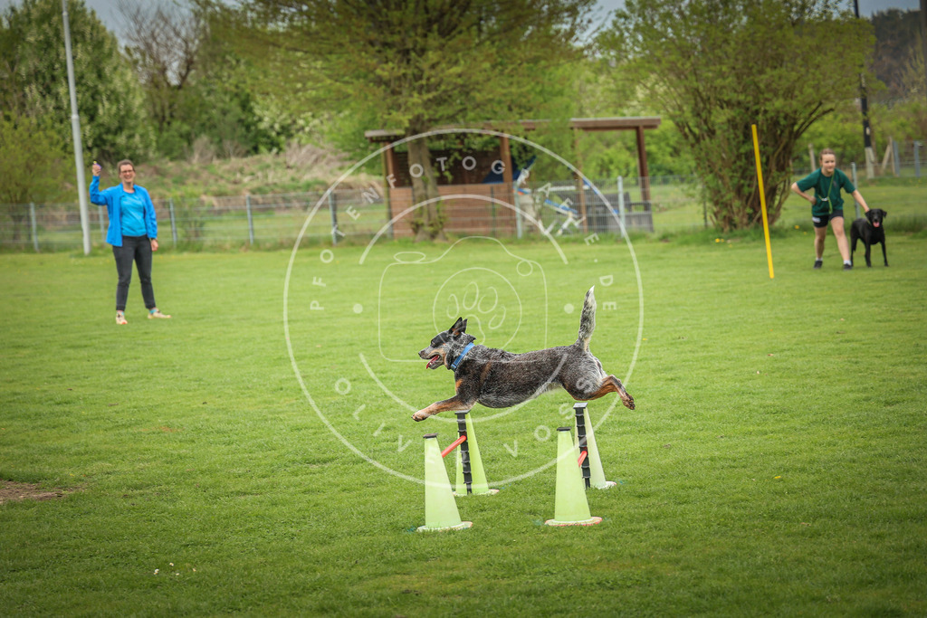 Pfotenfotografie_0L8A9615 | Hundefotografie, Tierfotograf, Pfotenfotografie, Fotoshooting Hund, Hunde Portrait, Hundesport, Hundeportraits, Heideshooting, Hunde, Sportfotograf, Hundefotograf, Turnierhundsport, THS,  - Realisiert mit Pictrs.com