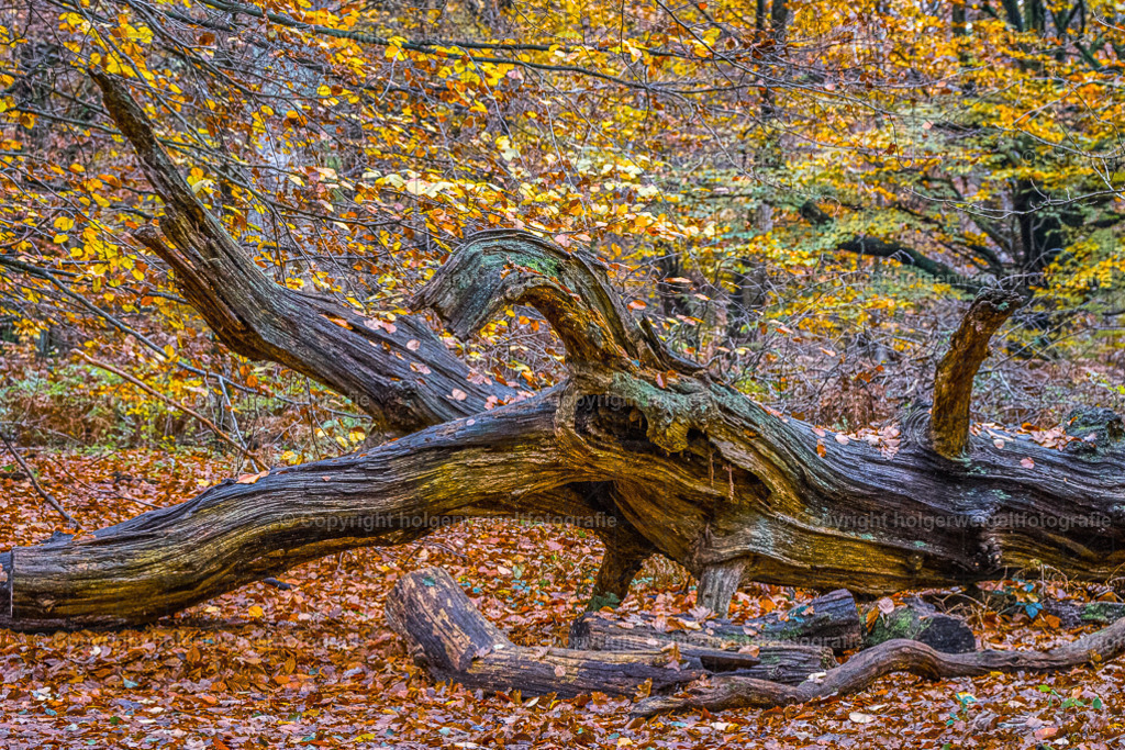 Colorful | Kaufen sie online außergewöhnliche Fotografien auf Leinwand Acrylglas Fotoprint Aludibond von holgerweigeltfotografie - Realisiert mit Pictrs.com