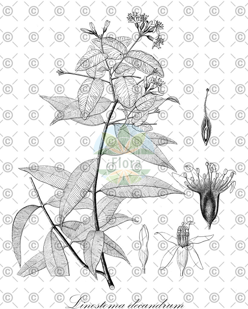 HistAbb_wfo-0000197274_1_ENZY_Simple | Historische Abbildung von Linostoma decandrum - Thymelaeaceae | Historical Illustration of Linostoma decandrum - Thymelaeaceae