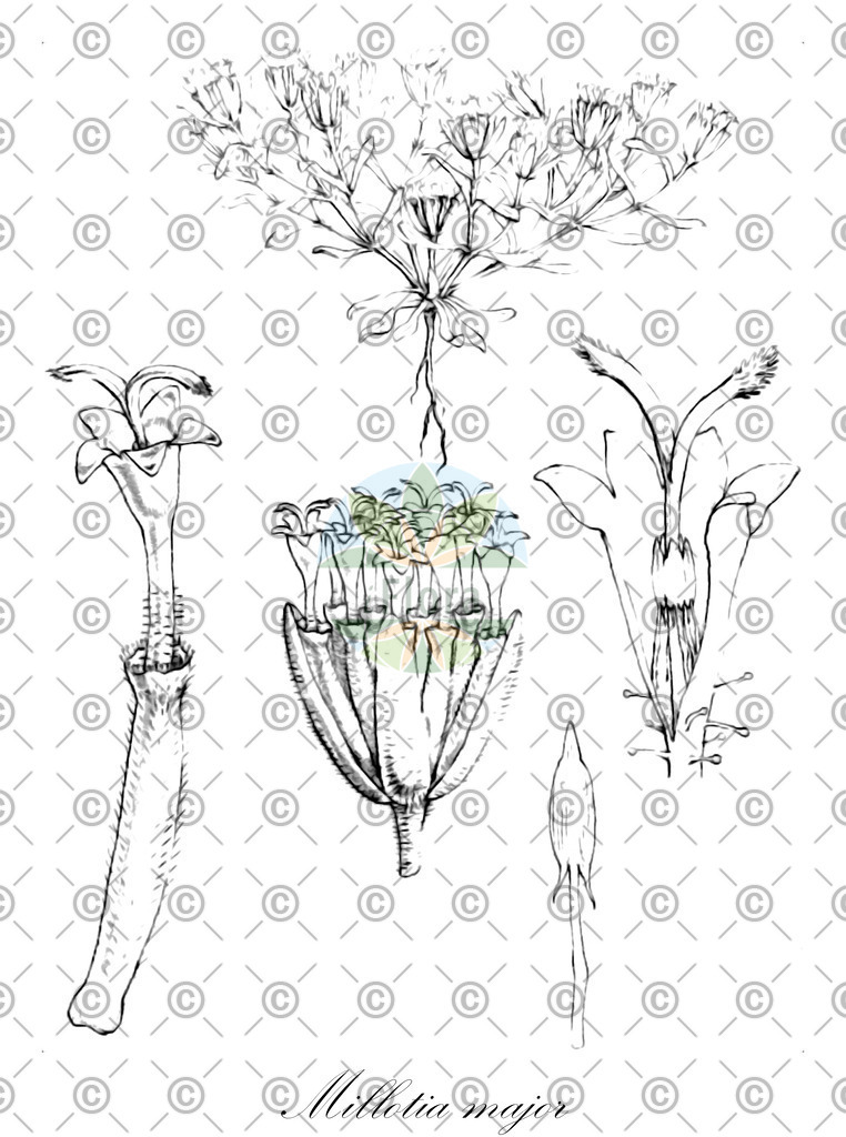 HistAbb_wfo-0000244469_1_ENZY_Simple | Historische Abbildung von Millotia major - Asteraceae | Historical Illustration of Millotia major - Asteraceae