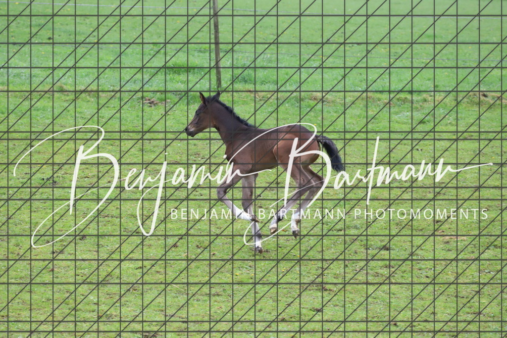 IMG_4337 | Benjamin Bartmann Photomoments