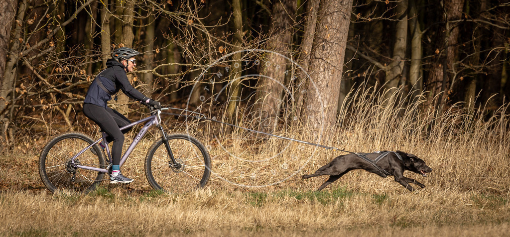 DV3A4516 | Hundefotografie, Tierfotograf, Pfotenfotografie, Fotoshooting Hund, Hunde Portrait, Hundesport, Hundeportraits, Heideshooting, Hunde, Sportfotograf, Hundefotograf, Turnierhundsport, THS,  - Realisiert mit Pictrs.com