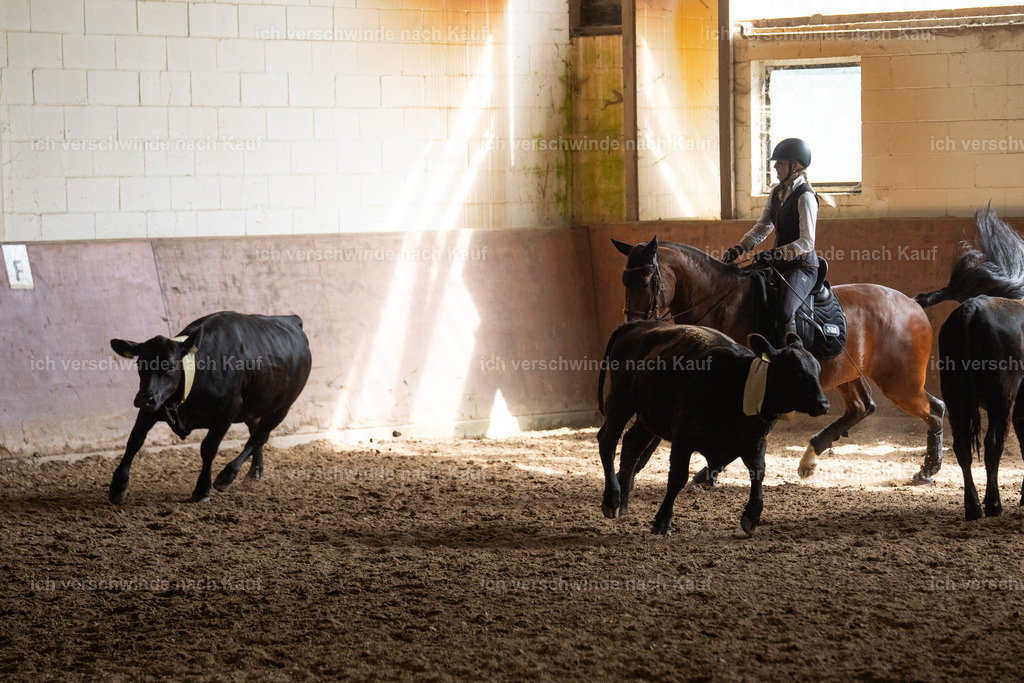 WL_COW_105_SinaFilmArt_IN04404 | working equitationturnier fotograf videograf stoibphotography marixx film working equitation deutschland reitsport turnierfotografie eventfotografie equestrian events