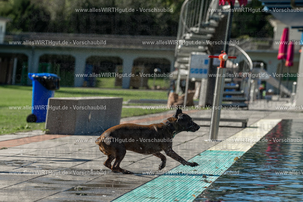 Hundeschwimmen_Volksbad_2026-allesWIRTHgut_Tierfotografie-2609061035-094518-7R509003 | Professionelle Tierfotografie in Mönchengladbach von Daniel Wirth (allesWIRTHgut). Liebevolle & natürliche Bilder von Hunden & Katzen für unvergessliche Erinnerungen.