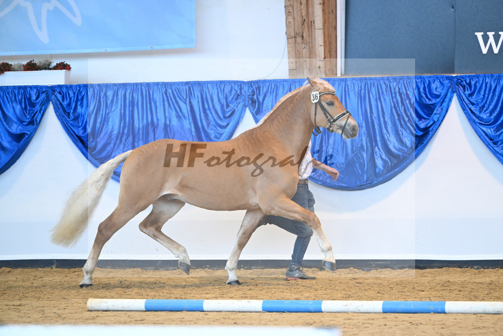 Kat-Nr. 36 nn v. Ansgar_Port_60220913 | hf-fotografie - Realisiert mit Pictrs.com