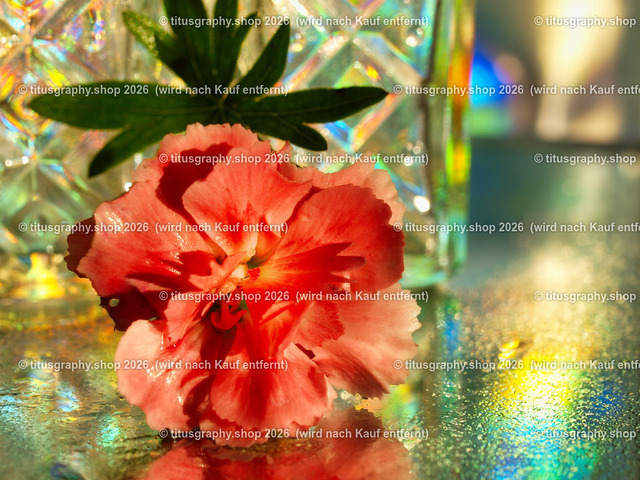 titusgraphy_PB181116-vz-ln | titusgraphy-shop: Geschenkideen mit Qualitätsfotos. titusgraphy-shop: gift ideas with quality photos. titusgraphy-shop: idées cadeaux avec photos de qualité.  - Realisiert mit Pictrs.com