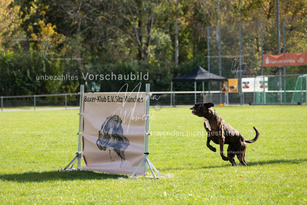 _16A6825 | Einzigartige Fotos von Hunden & Menschen –Actionfotos, Portraits, Vereinsaufnahmen & Paarshootings – authentisch, lebendig & mit Herz.