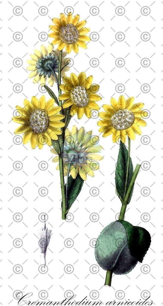 HistAbb_wfo-0000038863_1_ENZY_Simple | Historische Abbildung von Cremanthodium arnicoides - Asteraceae | Historical Illustration of Cremanthodium arnicoides - Asteraceae