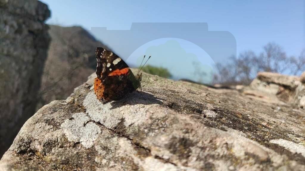 IMG_20210225_133117 | pfalznatur - Realisiert mit Pictrs.com