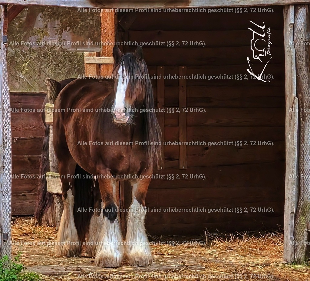 Photo_1727554669905 | krollfotografie - Realisiert mit Pictrs.com